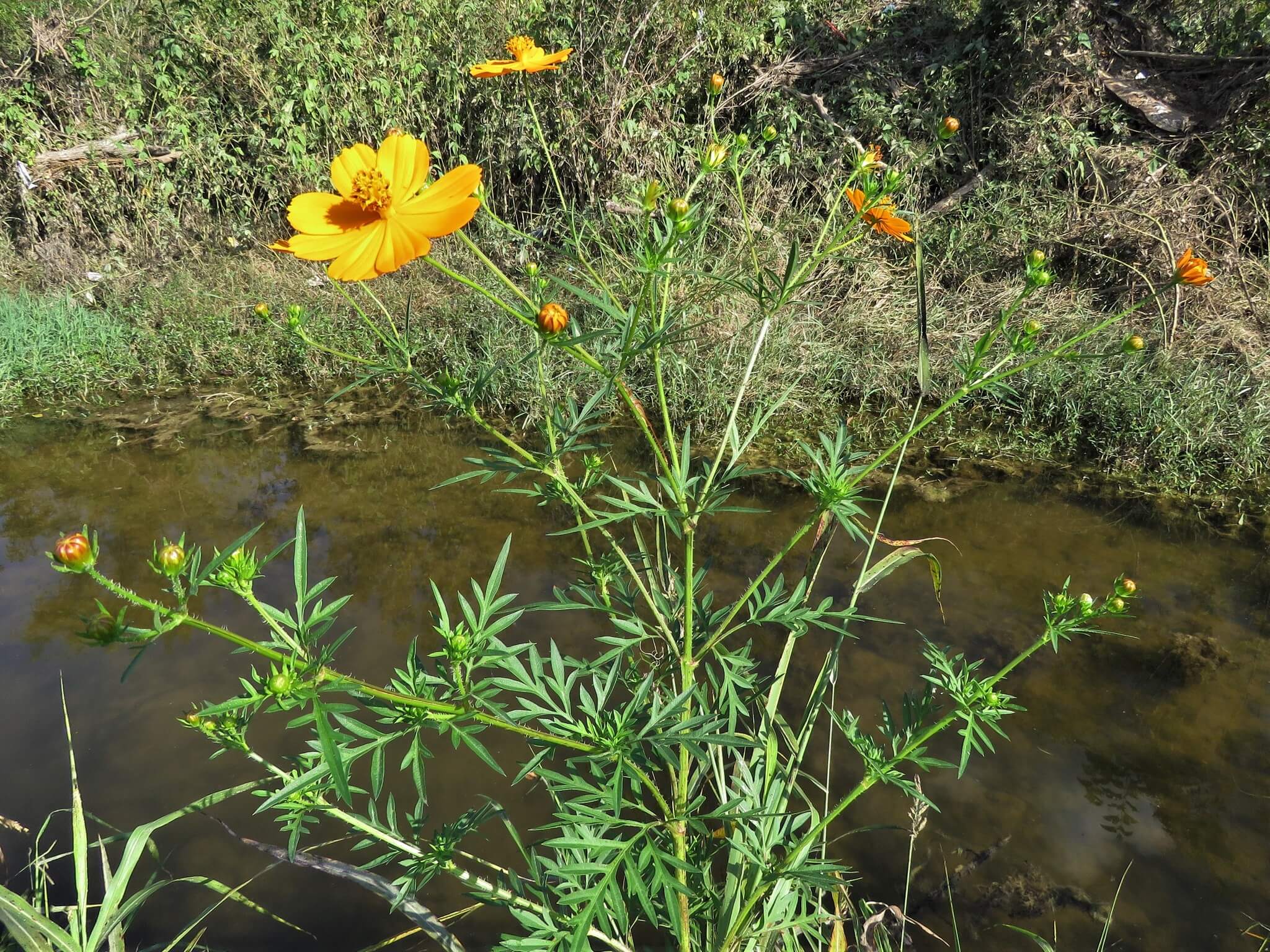 Cosmos sulphureus